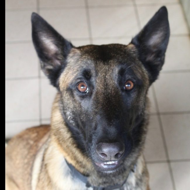 Vita - Chien Berger Belge Malinois à adopter