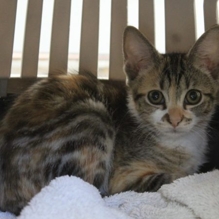 Hermione - Chat Européen à adopter