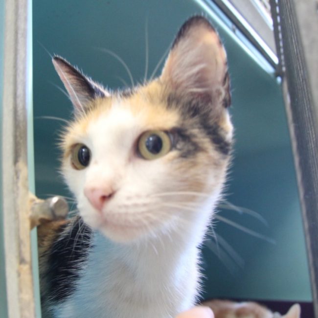 Mac - Chat Européen à adopter