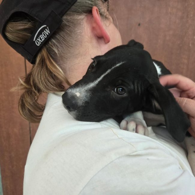 Gandhi - Chien à adopter