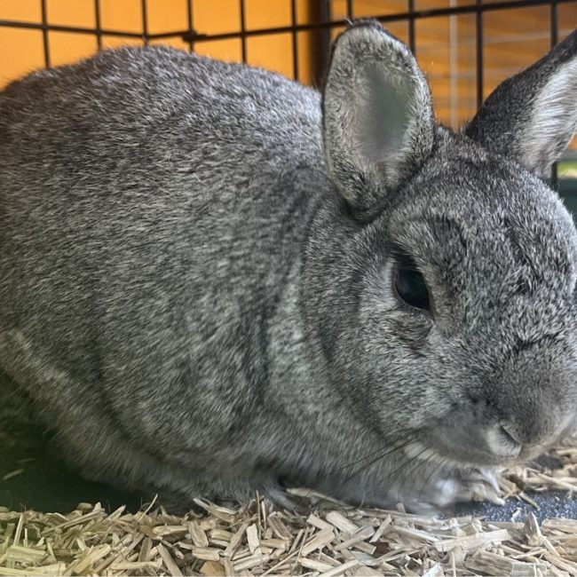 Uta "en cours d'adoption" - Rongeur Lapin à adopter