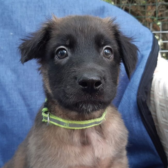 Vrap - Chien Berger à adopter