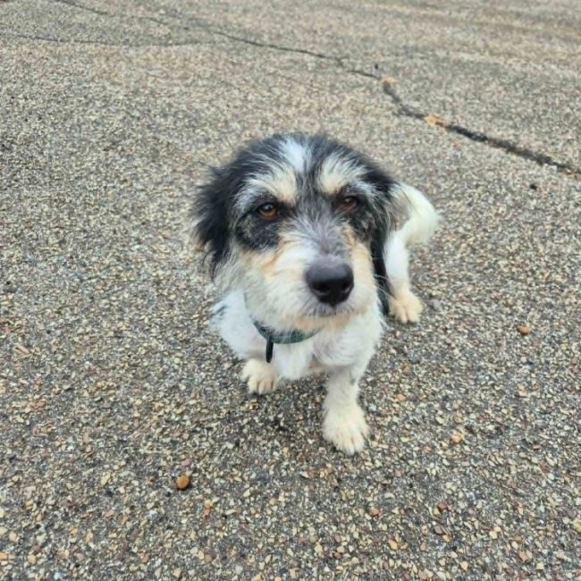 Abby - Chien Ratier pragois à adopter