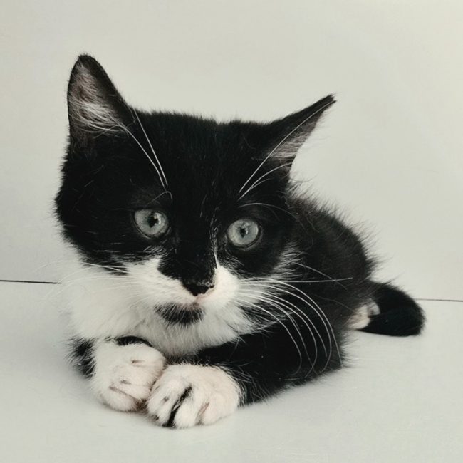 Selina - Chat Européen à adopter