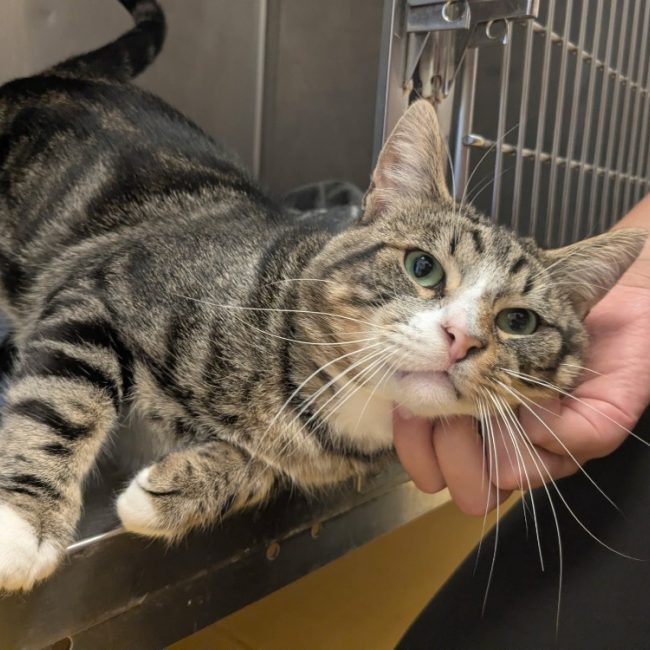 Raoul - Chat Européen à adopter