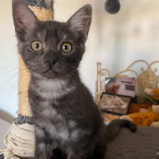 Dos - Chat Européen à adopter