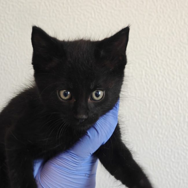 Corbeau - Chat Européen à adopter