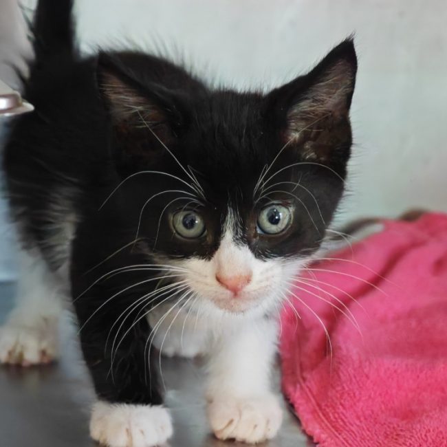 Guillemot - Chat Européen à adopter
