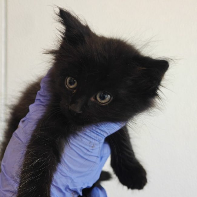 Chouca - Chat Européen à adopter