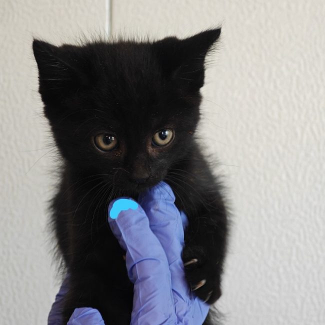 Corneille - Chat Européen à adopter