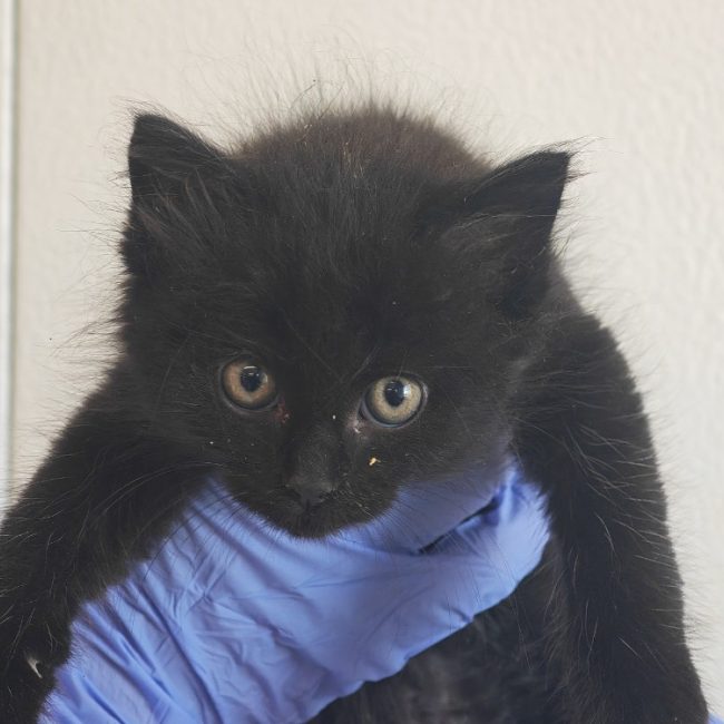 Merle - Chat Européen à adopter