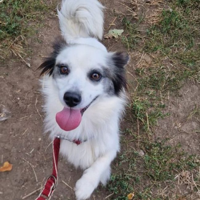 POMME - Chien à adopter