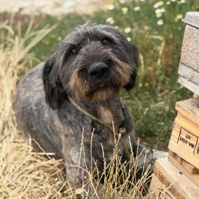 WINONA - Chien à adopter
