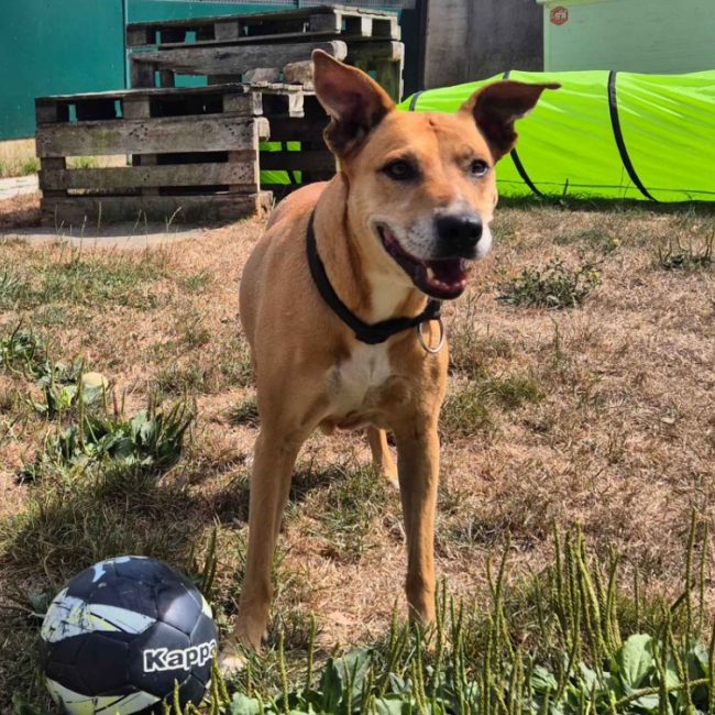 Waka - Chien à adopter
