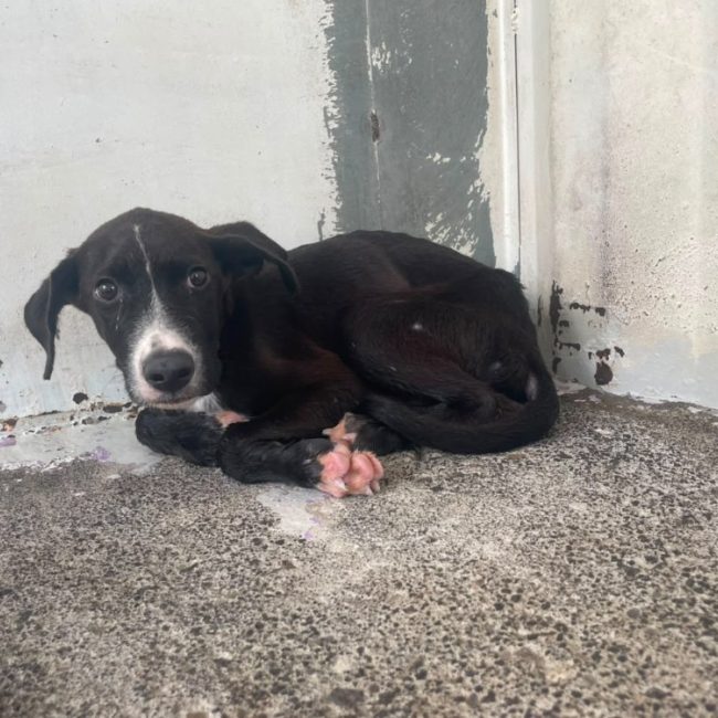 Bulle - Chien à adopter