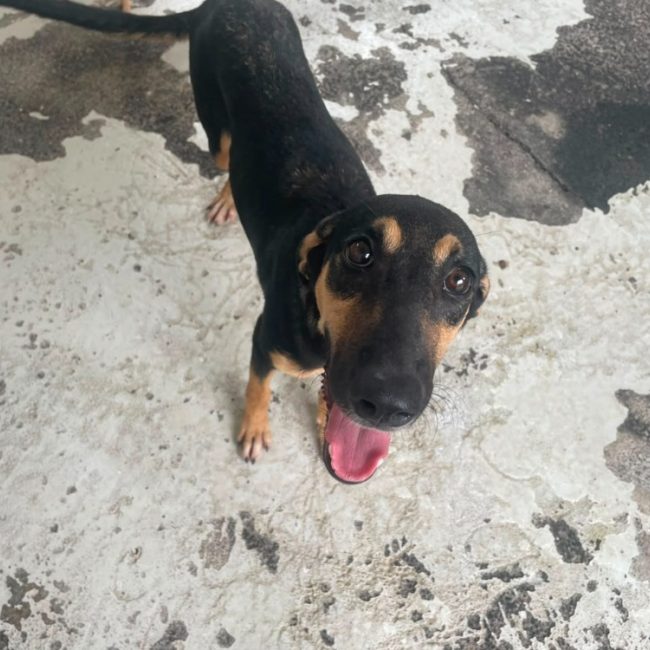 Mistinguette - Chien à adopter
