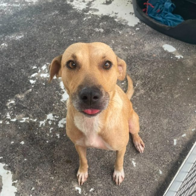 Gaufrette - Chien à adopter
