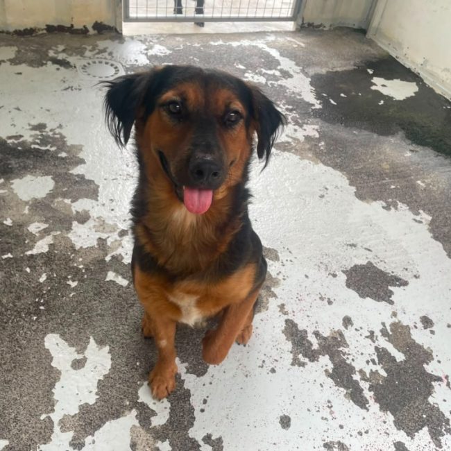 Odin - Chien à adopter