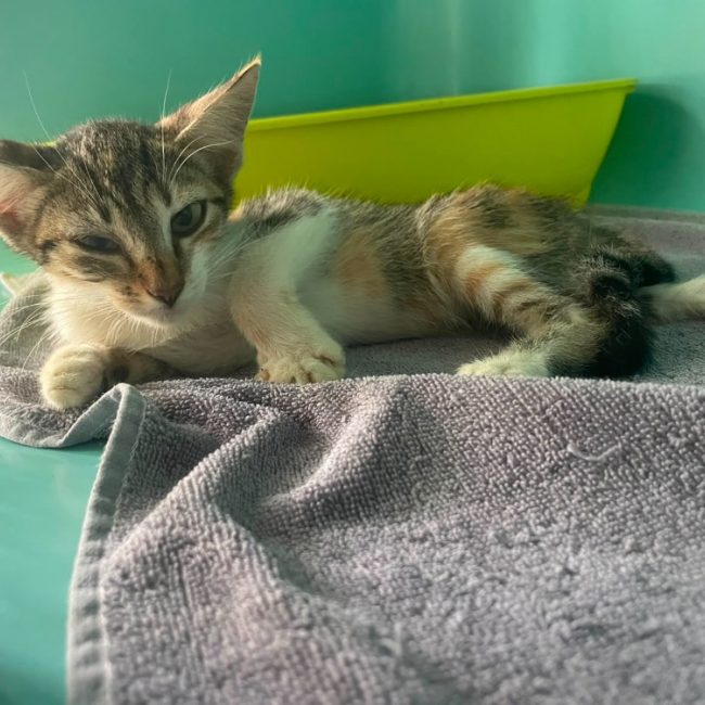 Fifi - Chat Européen à adopter