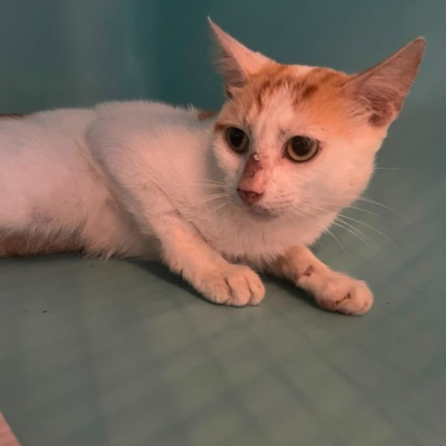 Cupidon - Chat Européen à adopter