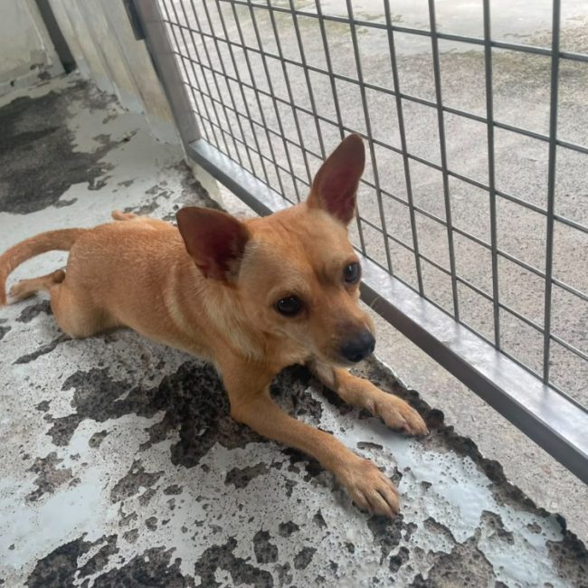 Joel - Chien à adopter