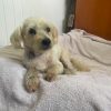 Billy