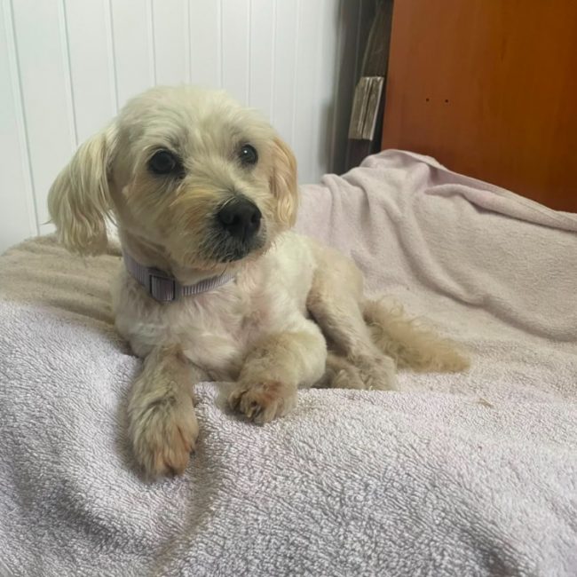 Billy - Chien Bichon à poil frisé à adopter