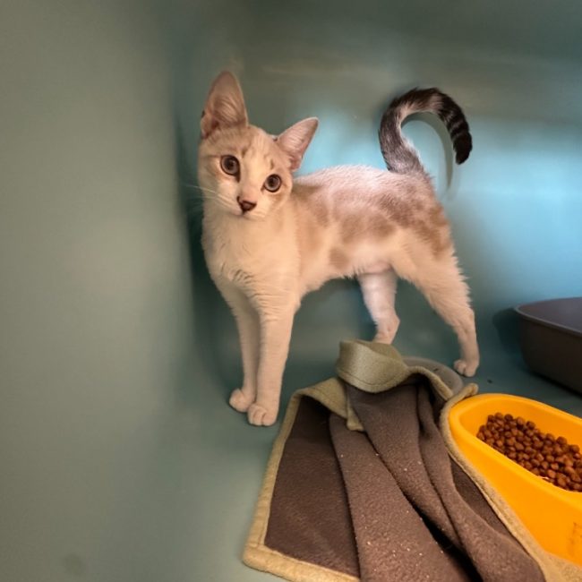 Alize - Chat Européen à adopter