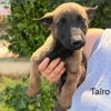 Taïro