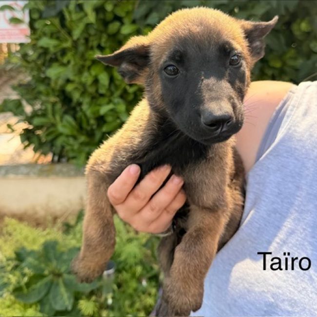 Taïro - Chien Berger Belge Malinois à adopter