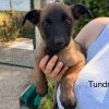 Tundra