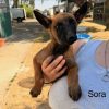 Sora
