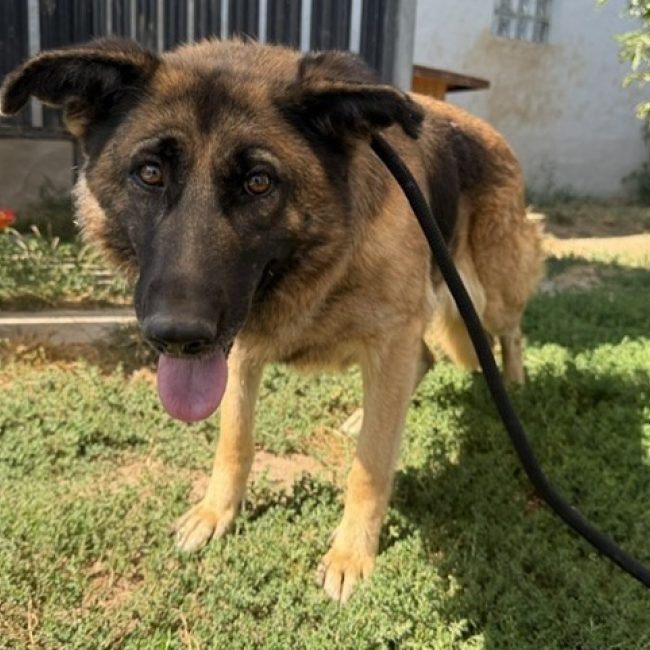 Salva - Chien Berger Allemand à adopter
