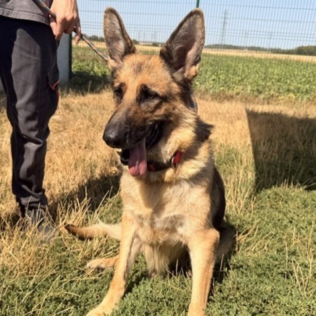 Ova - Chien Berger Allemand à adopter