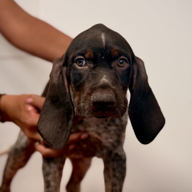 Grincheuse - Chien Braque allemand à poil court à adopter