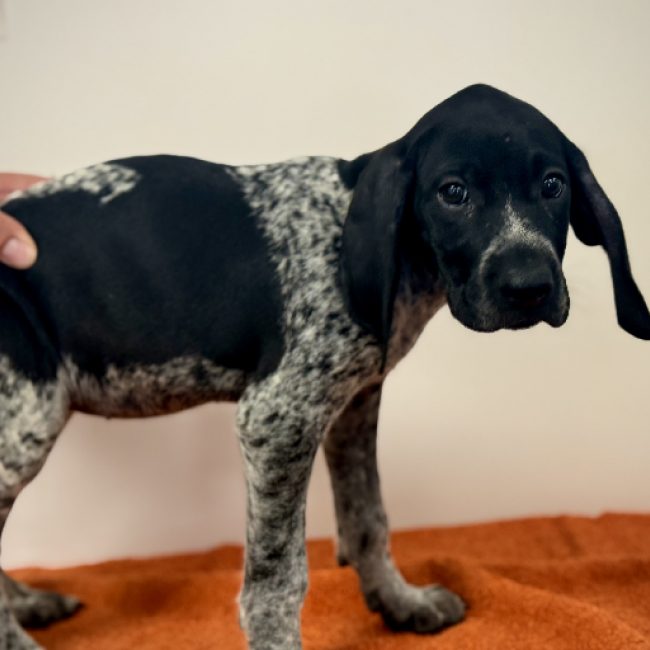 Timide - Chien Braque allemand à poil court à adopter