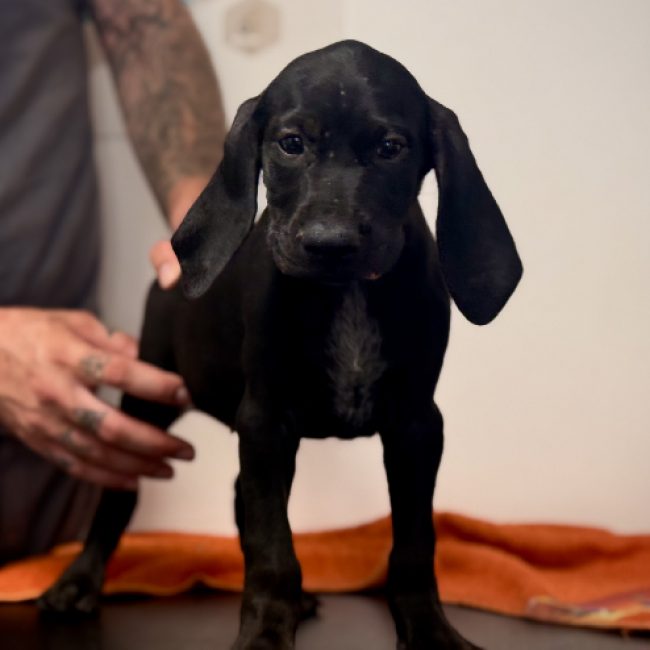 Joyeuse - Chien Braque allemand à poil court à adopter