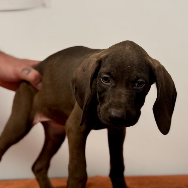 Simplette - Chien Braque allemand à poil court à adopter