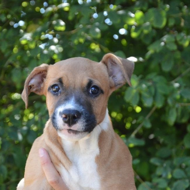 Titine - Chien à adopter