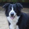 Cyrano