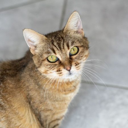 Zaria - Chat Européen à adopter
