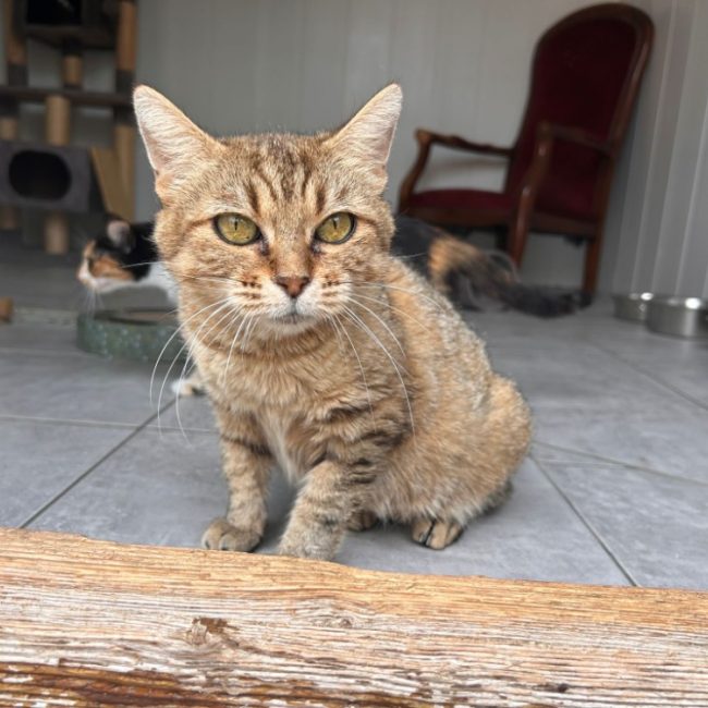 Zaria - Chat Européen à adopter