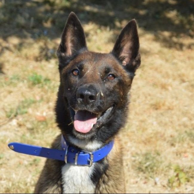 Ares