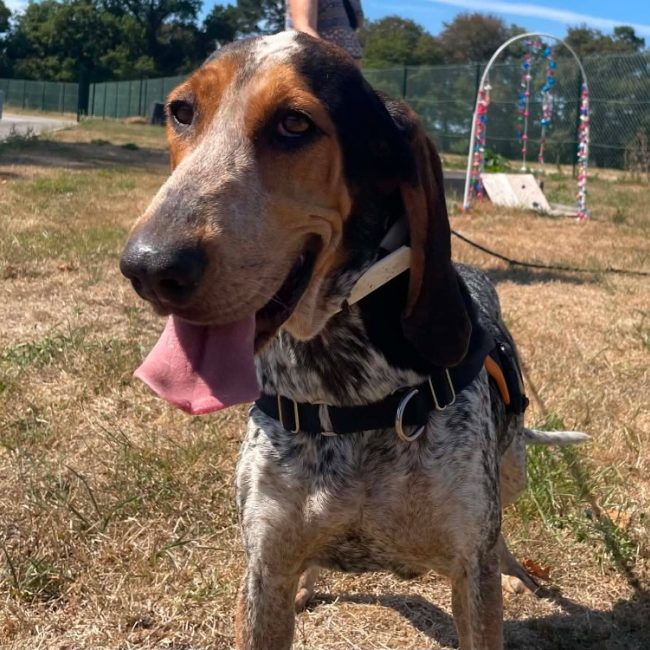 Vegas - Chien Basset Bleu de Gascogne à adopter