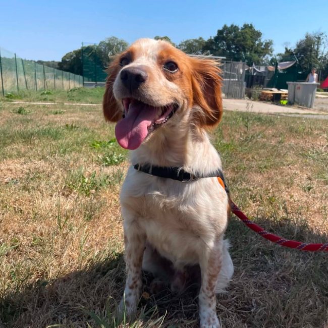 Hanoi - Chien Epagneul Breton à adopter