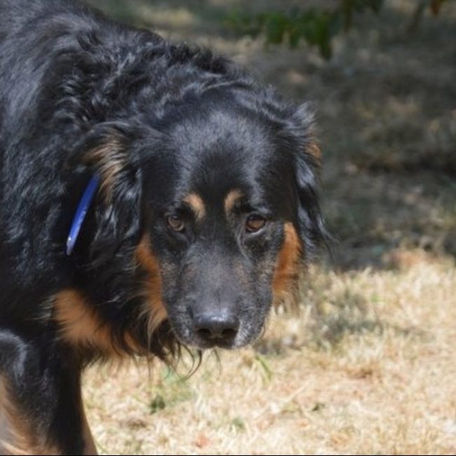 Jason - Chien à adopter
