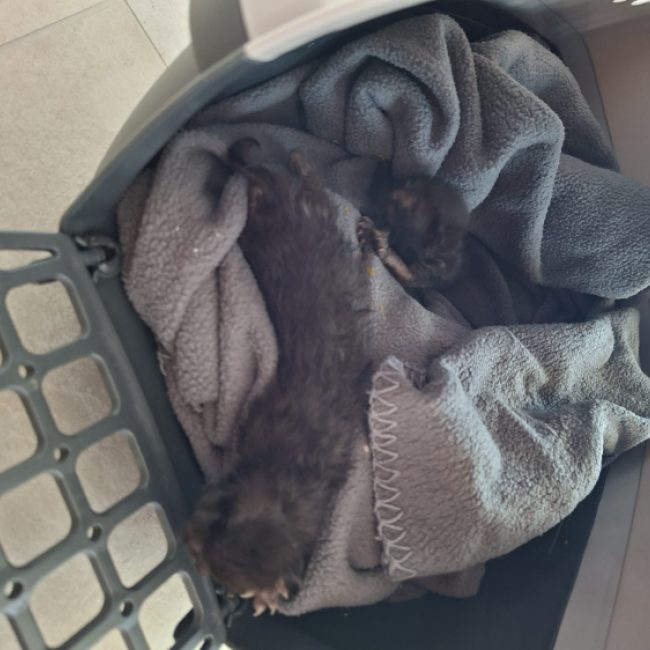 Velours - Chat Européen à adopter