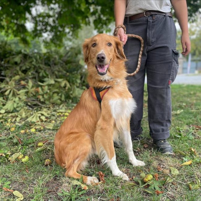 Fripouille - Chien à adopter