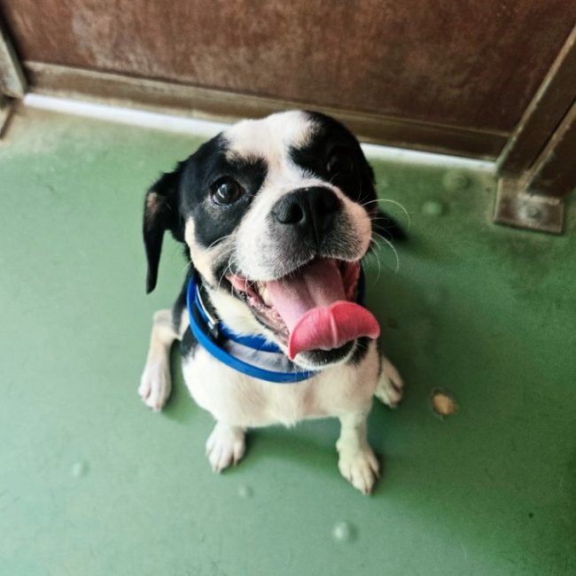 Kinai - Chien à adopter
