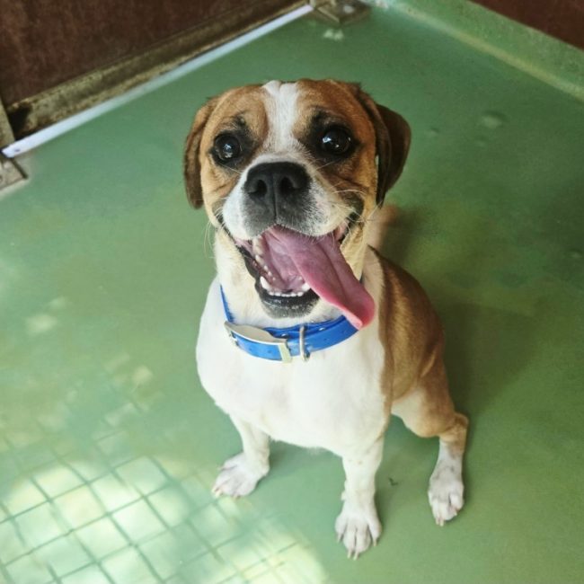 Koda - Chien à adopter